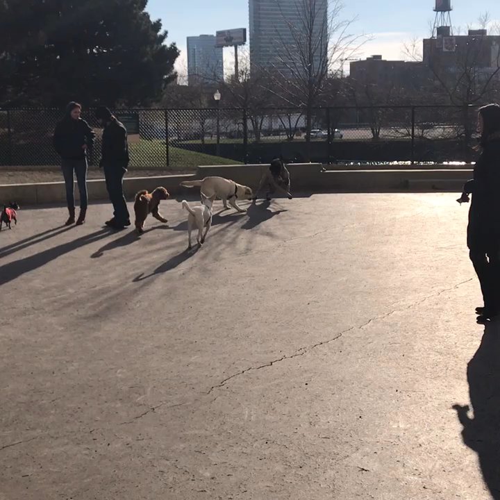 Ward Dog Friendly Area - Chasing Lady - Dog Parks Near Me - Chicago, Illinois