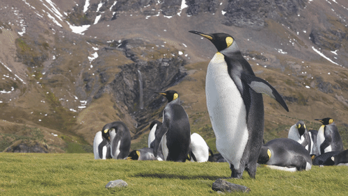 King Penguins on Saint Georgia Island animated gif