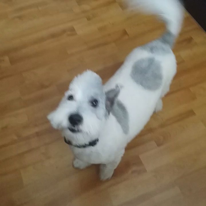 Pet Paradise LV - Look at how cute he looks - Pet Groomers Near Me - Las Vegas, Nevada