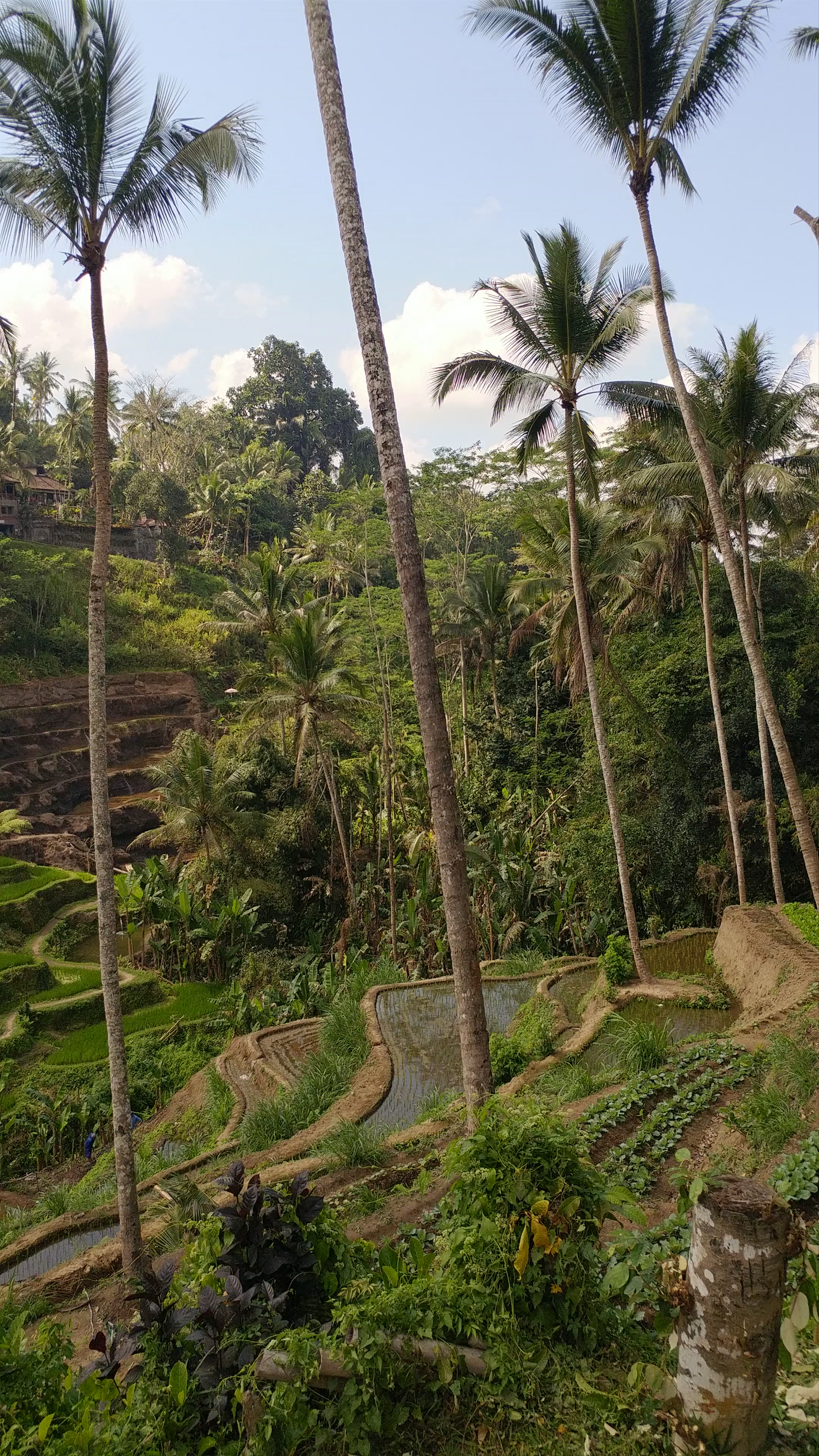 Tegallalang Rice Terrace
