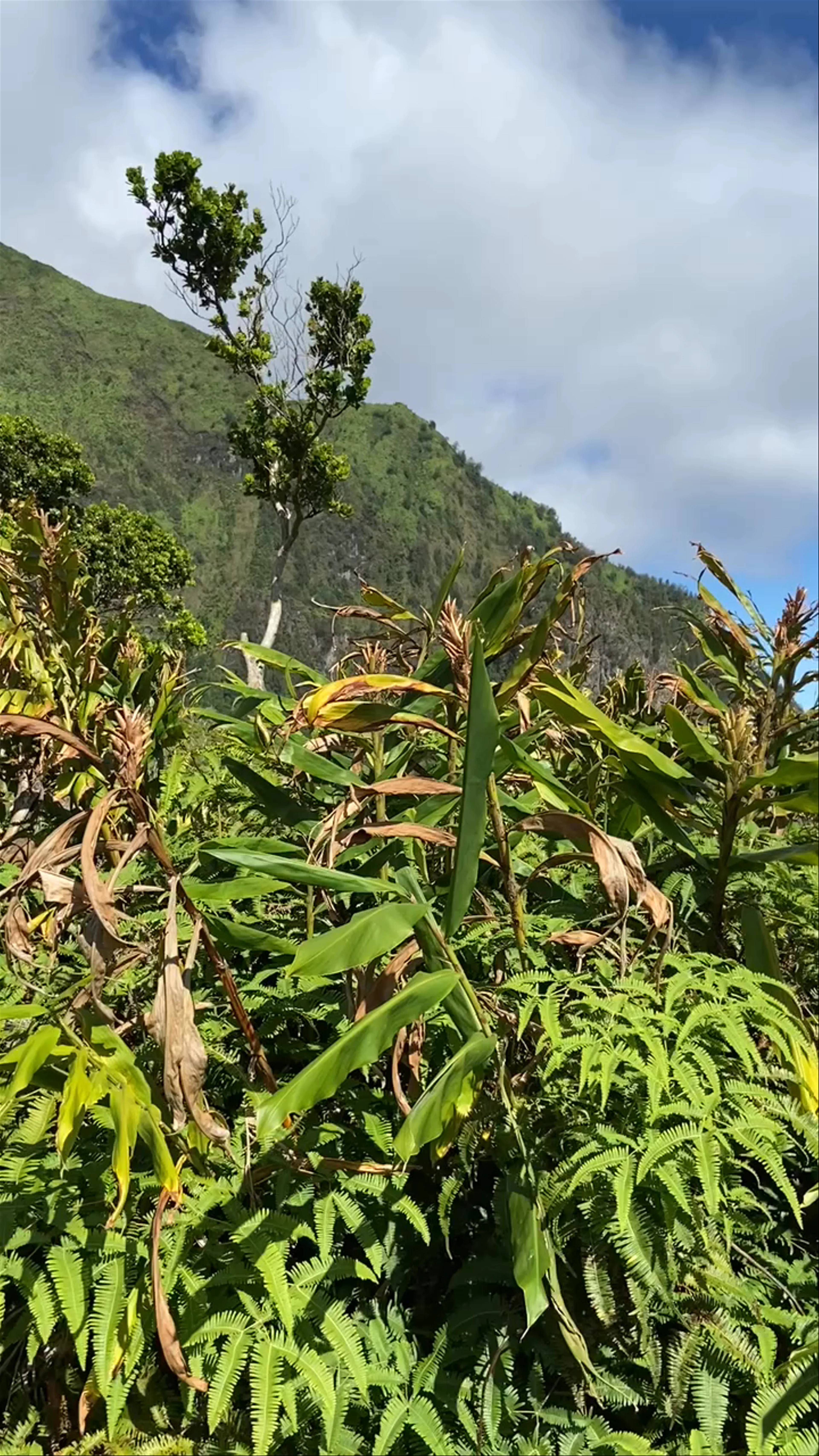 Iao Needle State Monument, Wailuku, HI, USA