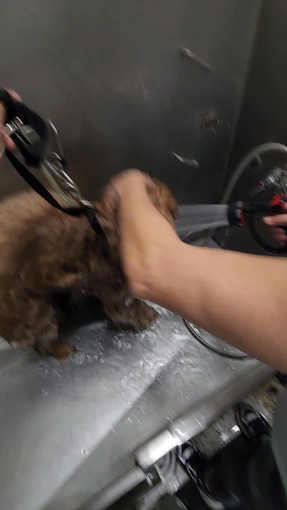 Tractor Supply - They have everything you need. Spacious tub, shampoo, condition, towels. - Pet Stores Near Me - Oakland, Florida