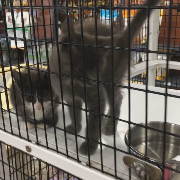 Pet Supermarket - Kittens! - Pet Stores Near Me - Gardendale, Alabama