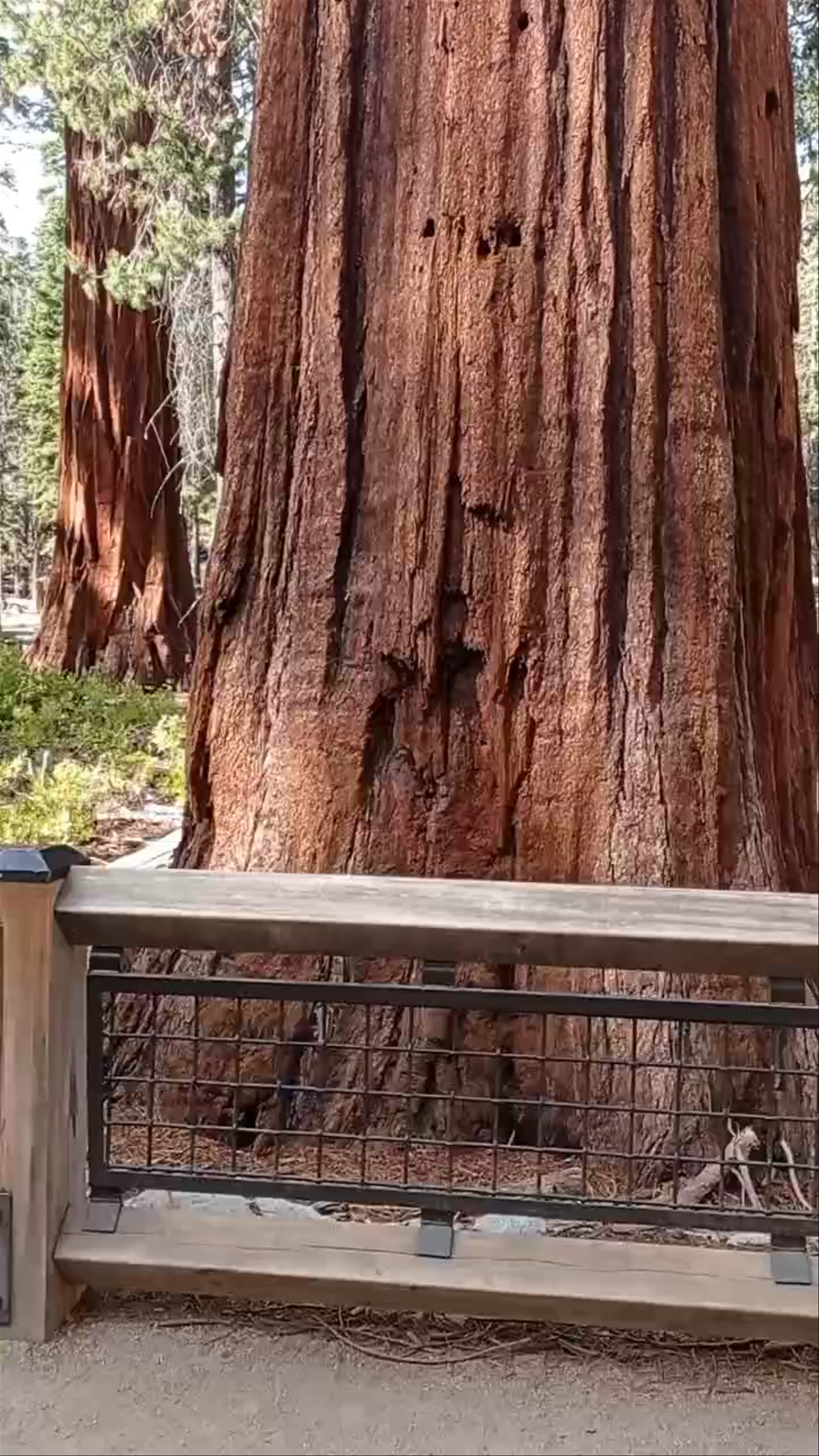 Grizzly Giant