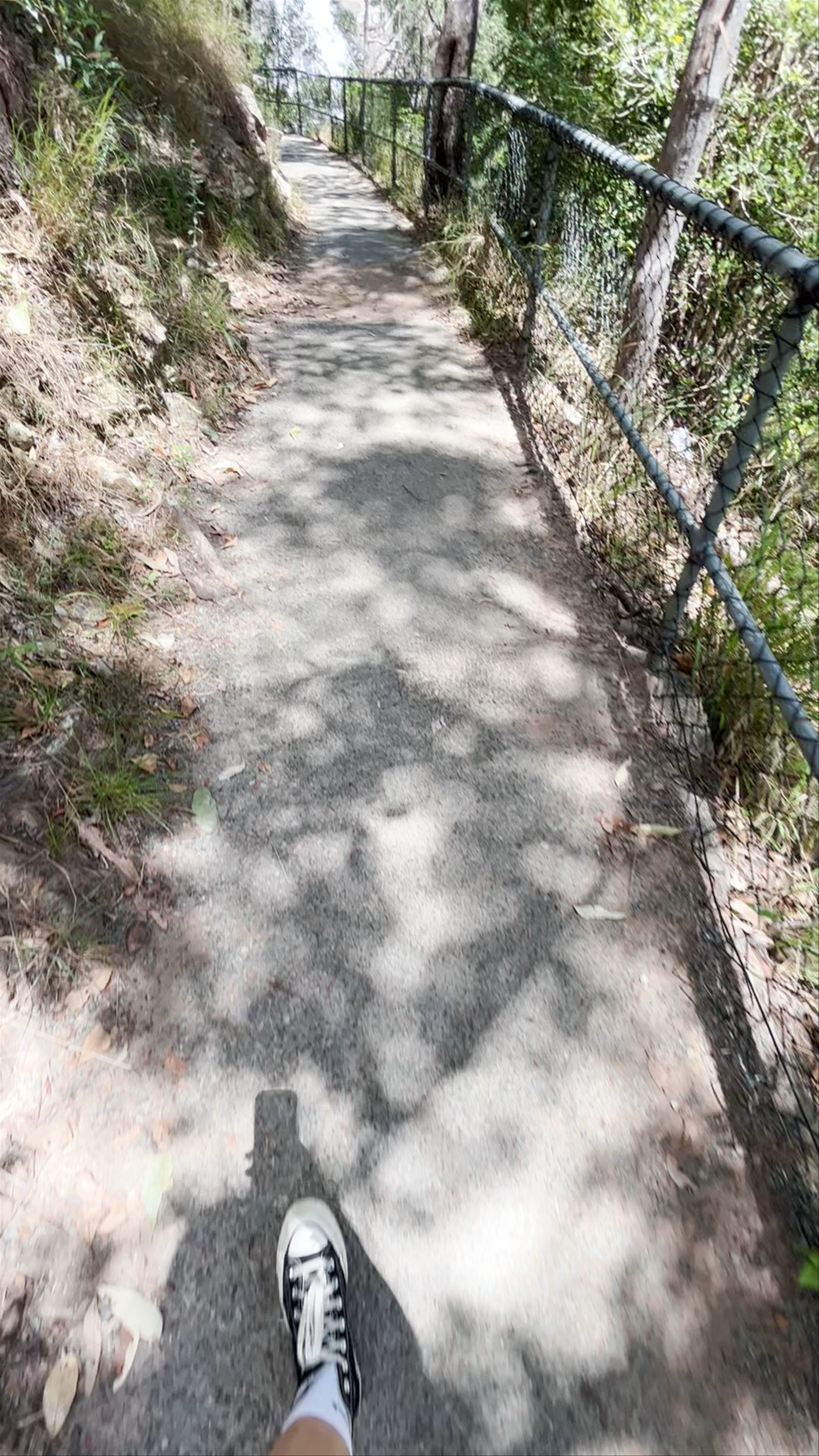 Cedar Creek Falls Walk: A Serene Nature Trail in Tamborine Mountain