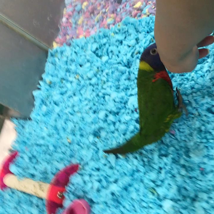 Bird Paradise - Pet Stores Near Me - Burlington, New Jersey