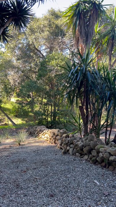 Casa del Herrero - The scope of these cacti are incredible! - Museums Near Me - Montecito, California