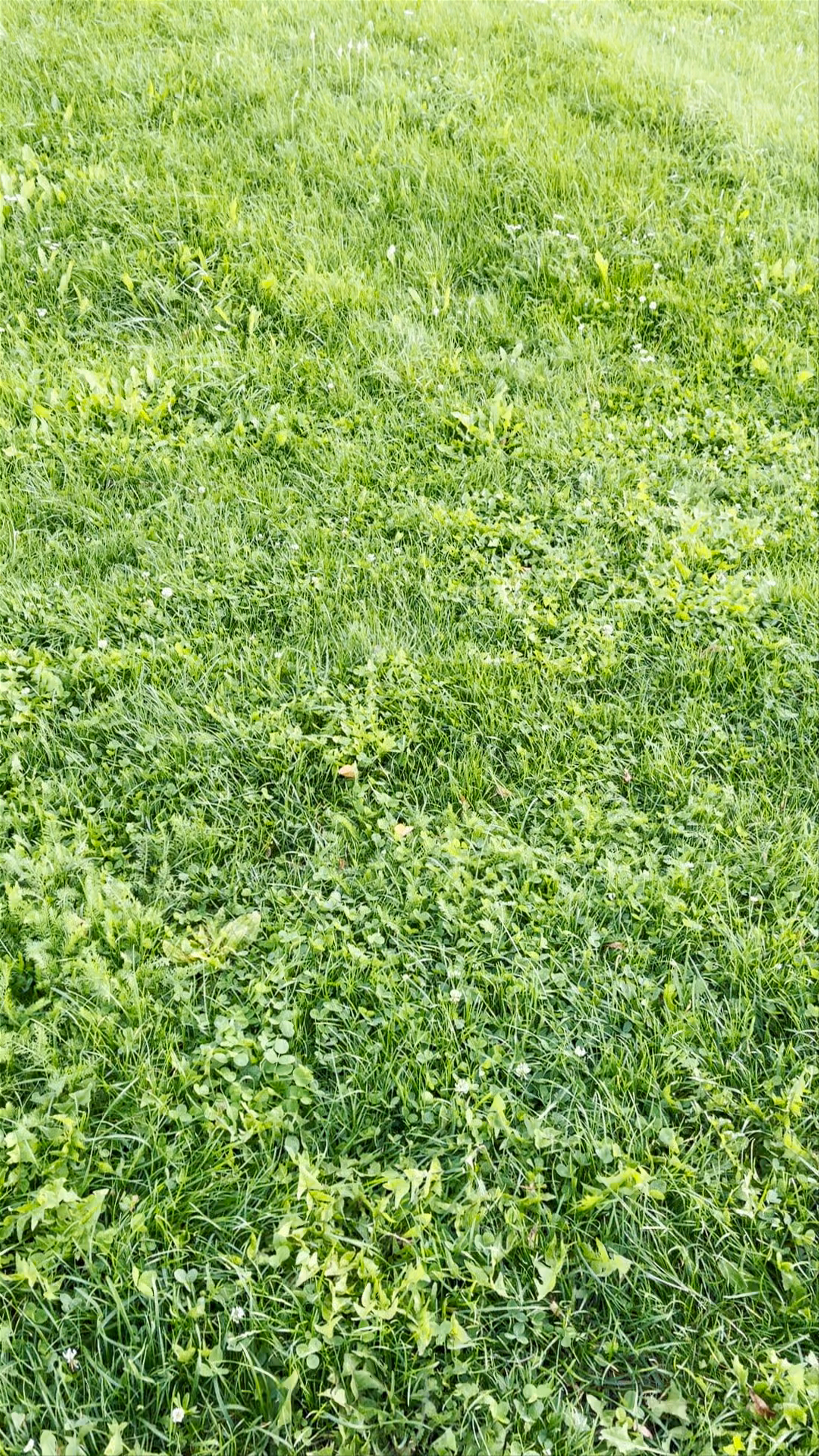 Trencin castle slovakia