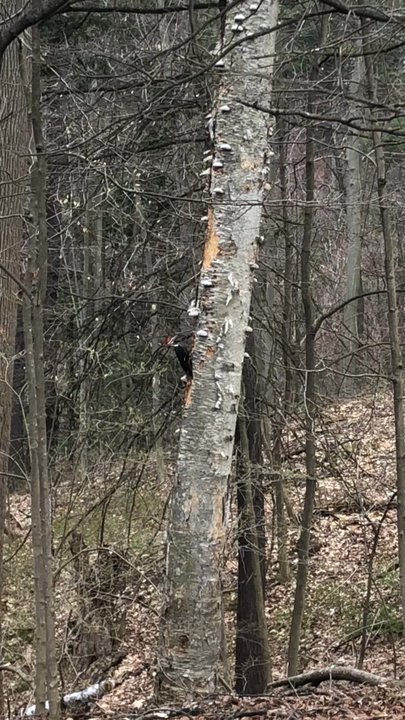 Forest Park - Woodpecker - Parks Near Me - Springfield, Massachusetts
