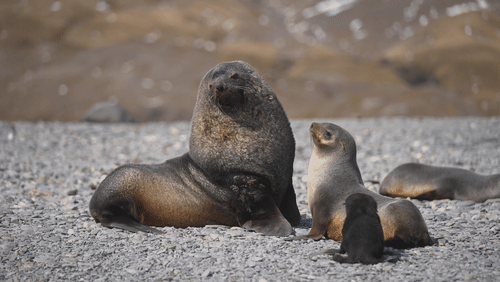 Antarctic Fur Seals animated gif