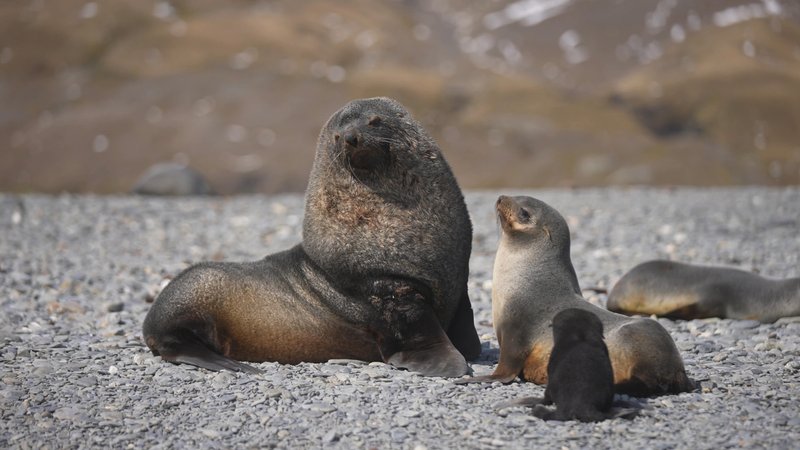 Antarctic Fur Seals poster