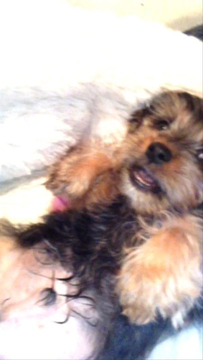 Puppy Boutique - 4 months - Pet Stores Near Me - Brooklyn, New York