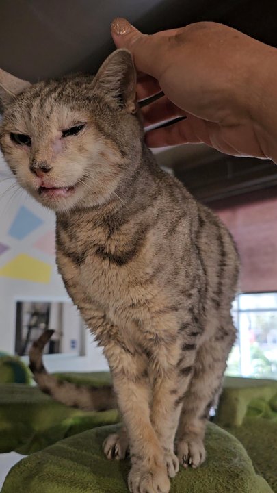 The Cat Cafe - Coffee & Tea Near Me - San Diego, California