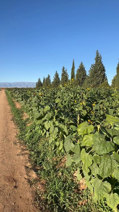 Apple Annie's Produce & Pumpkins - Farmers Market Near Me - Willcox, Arizona