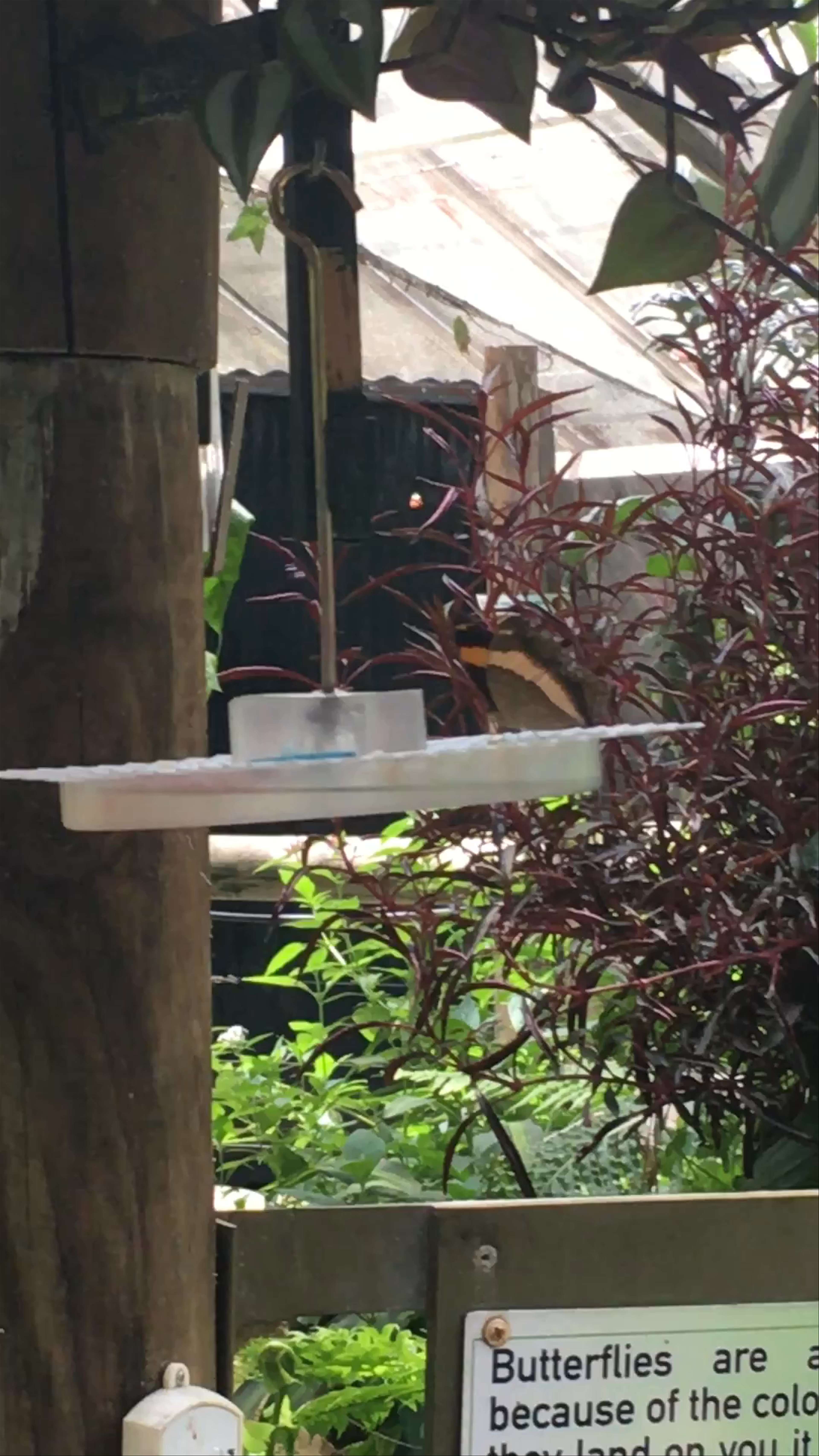 Australian Butterfly Sanctuary