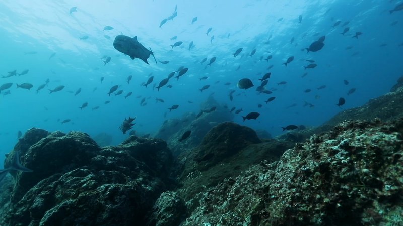 Giant Trevally poster