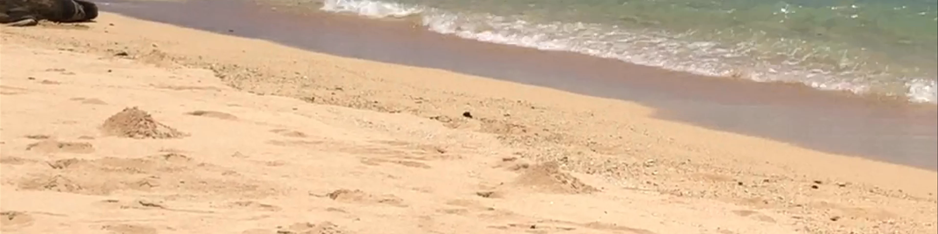 Kaimana Beach