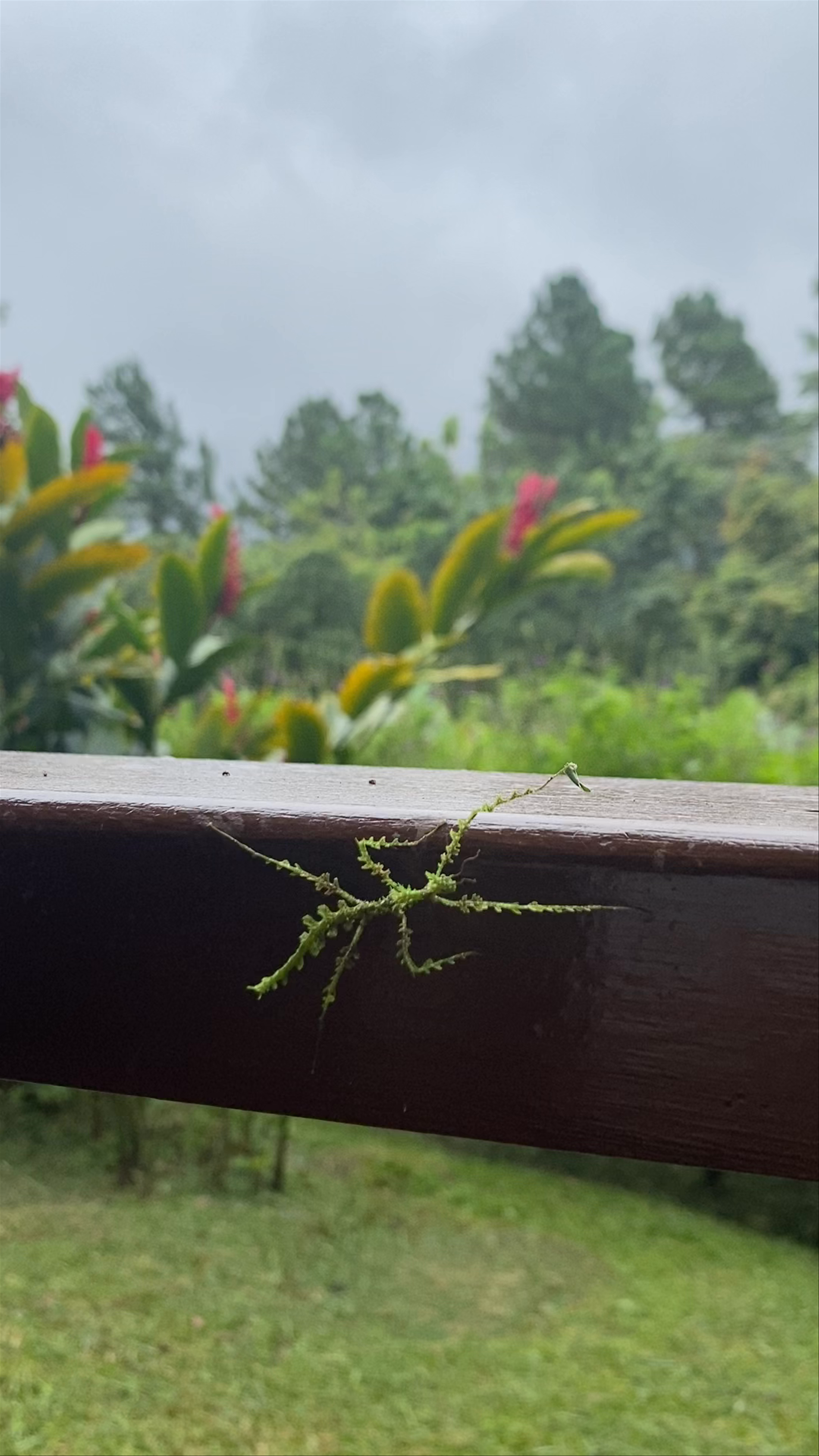 Old Lava Trail, San Carlos