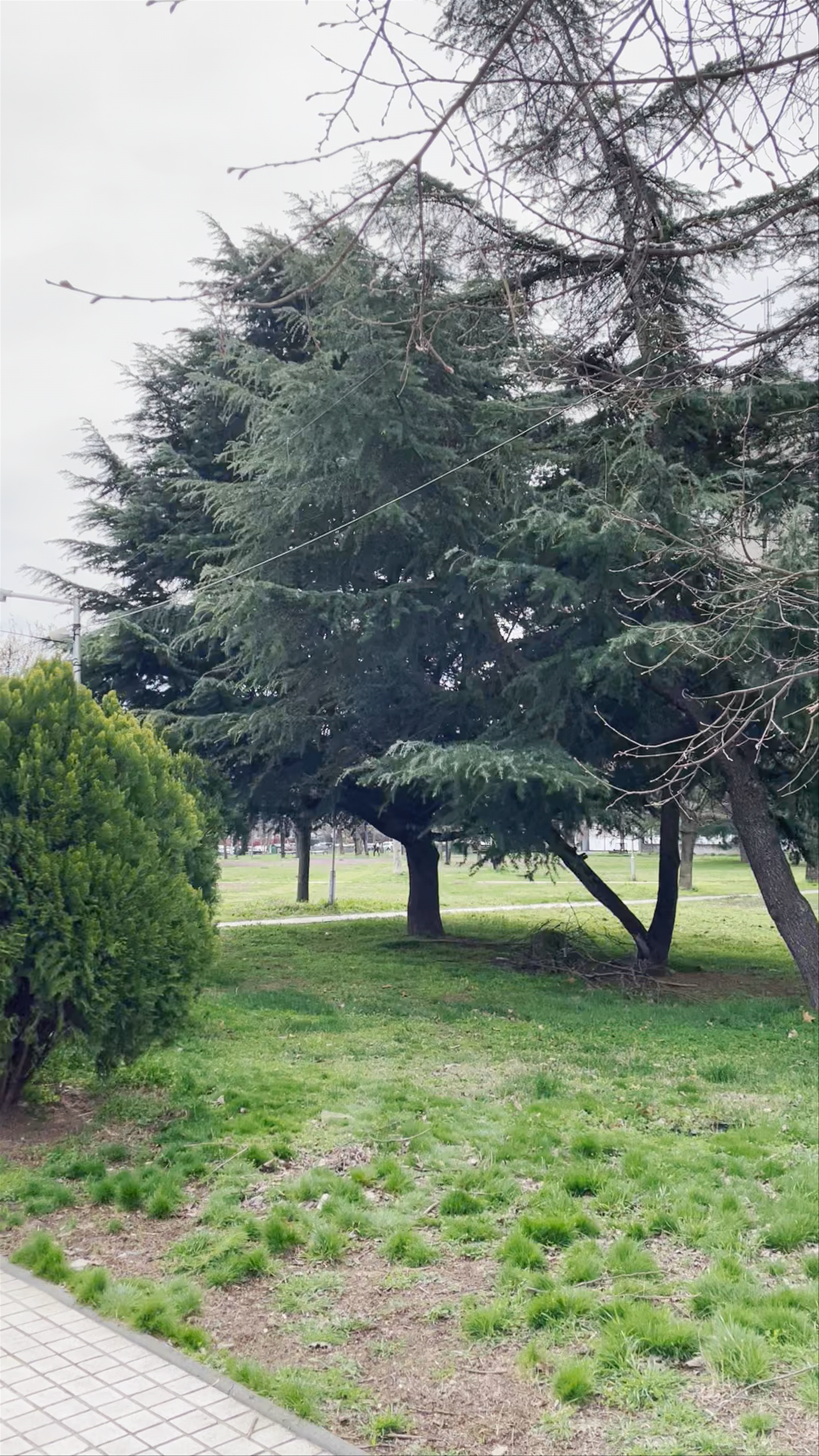 Memorial Park „Toše Proeski“: A Tranquil Urban Escape in Skopje
