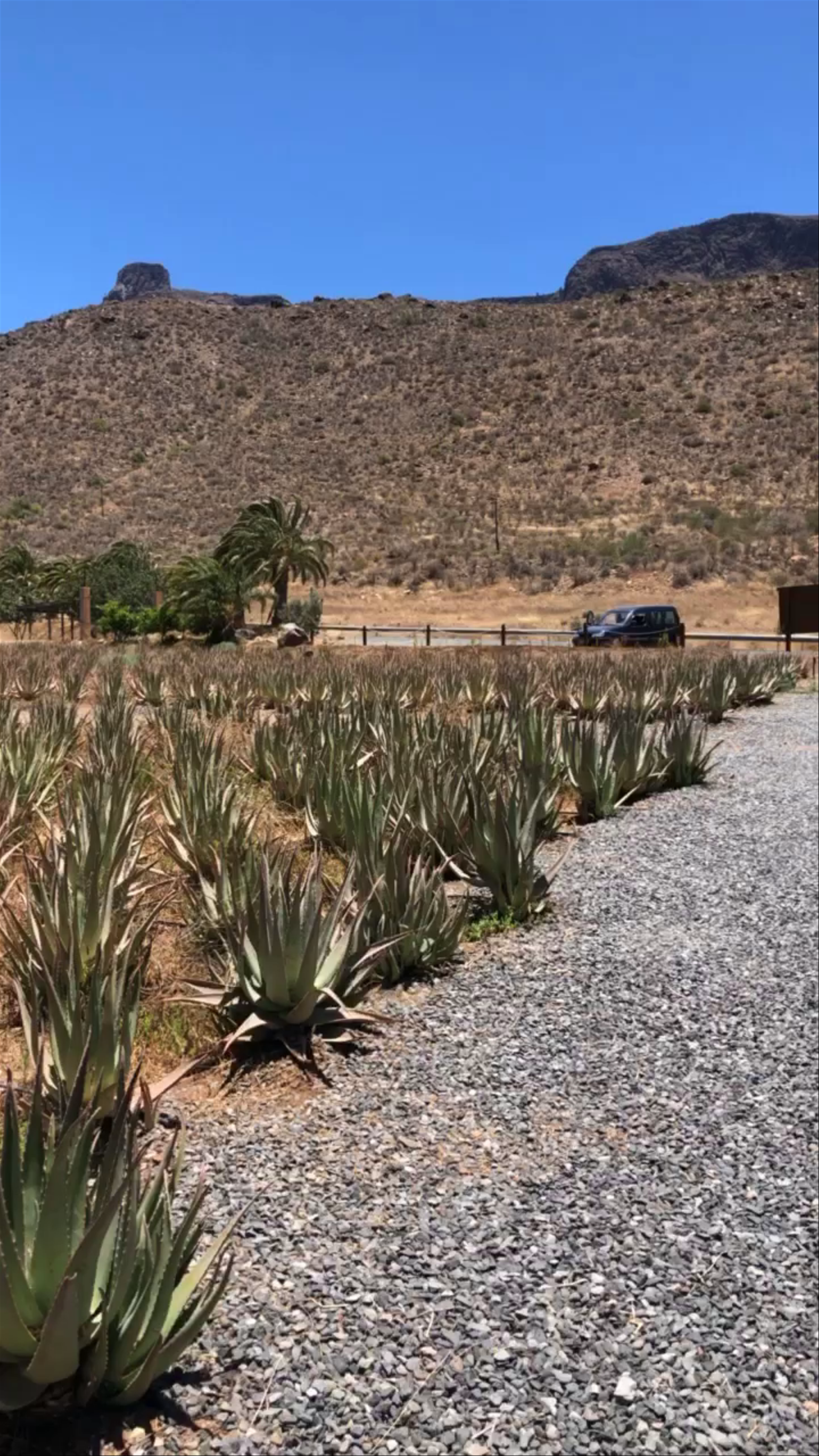 Finca Canarias Aloe Vera Fataga