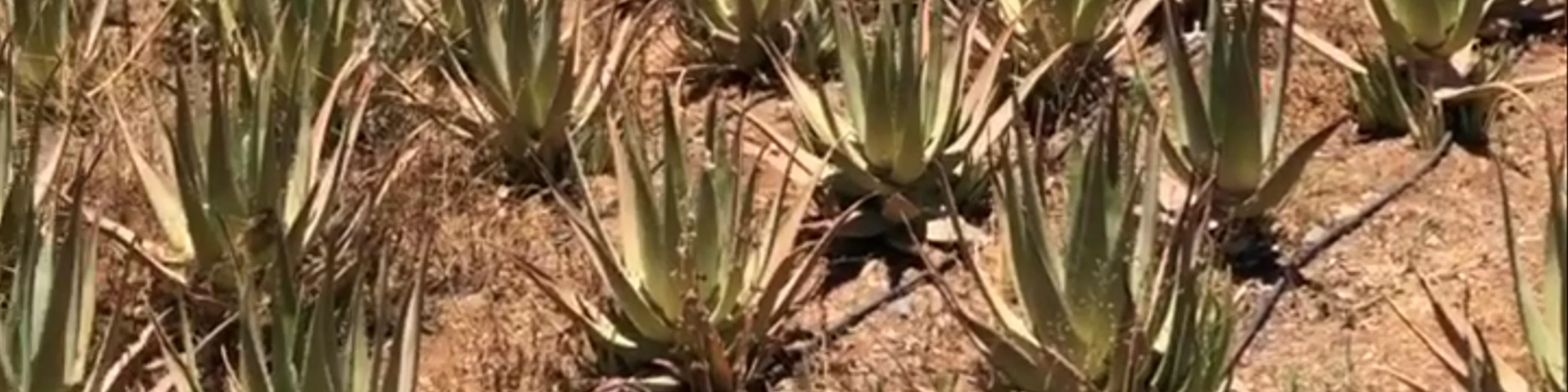 Finca Canarias Aloe Vera Fataga