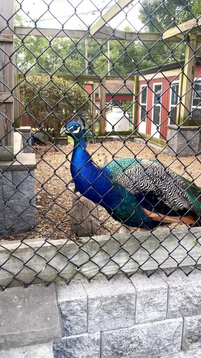 Forsyth Park Zoo - Be Proud Of Who You Are - Zoos Near Me - Kingston, New York
