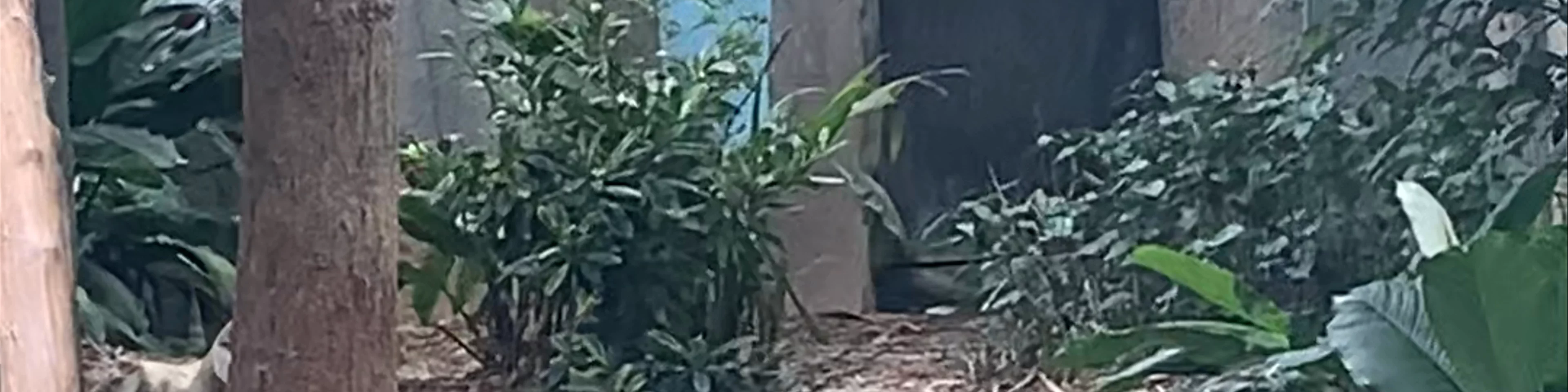 Giant Panda Forest