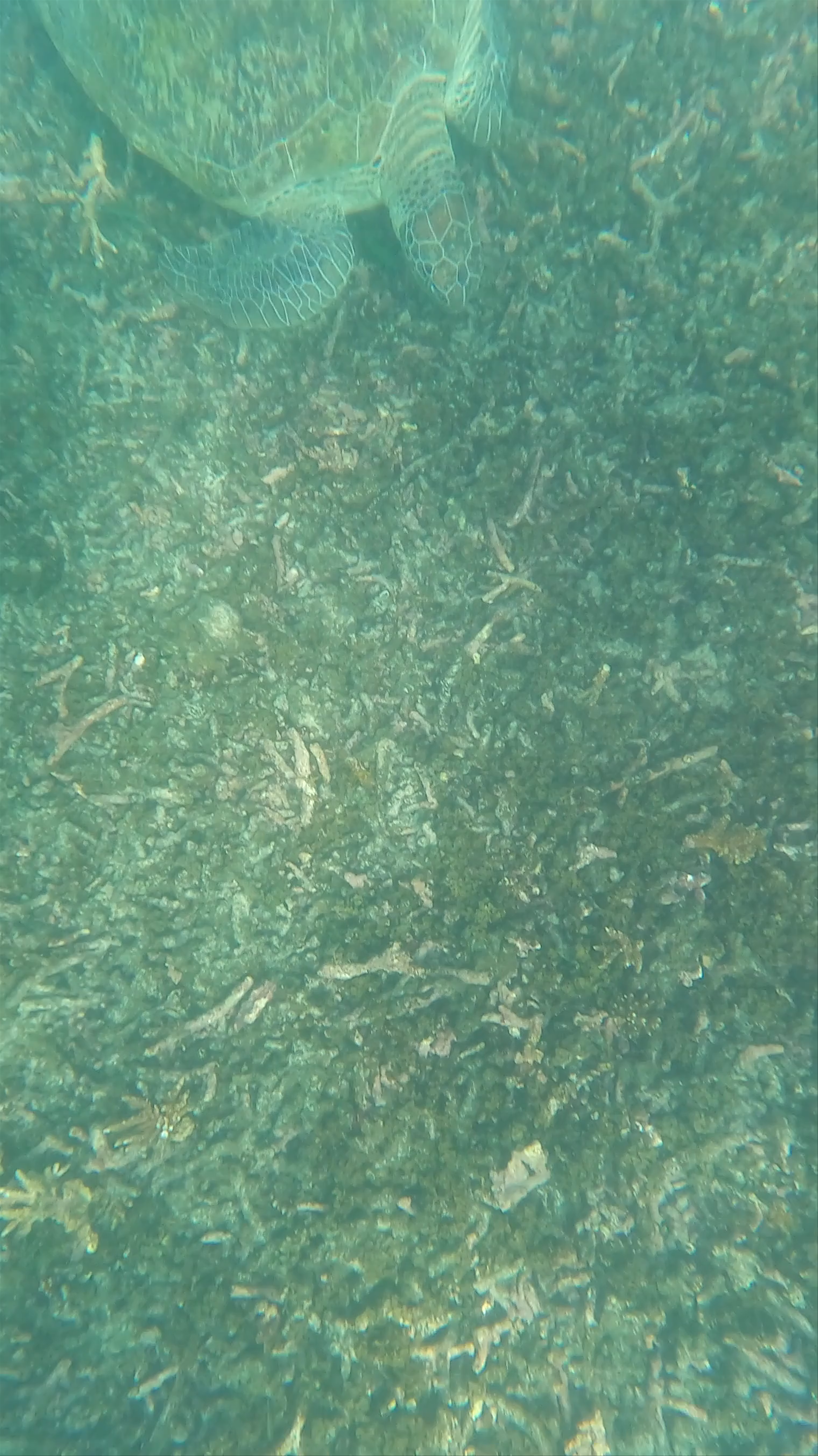 Hin Wong Diving Spot