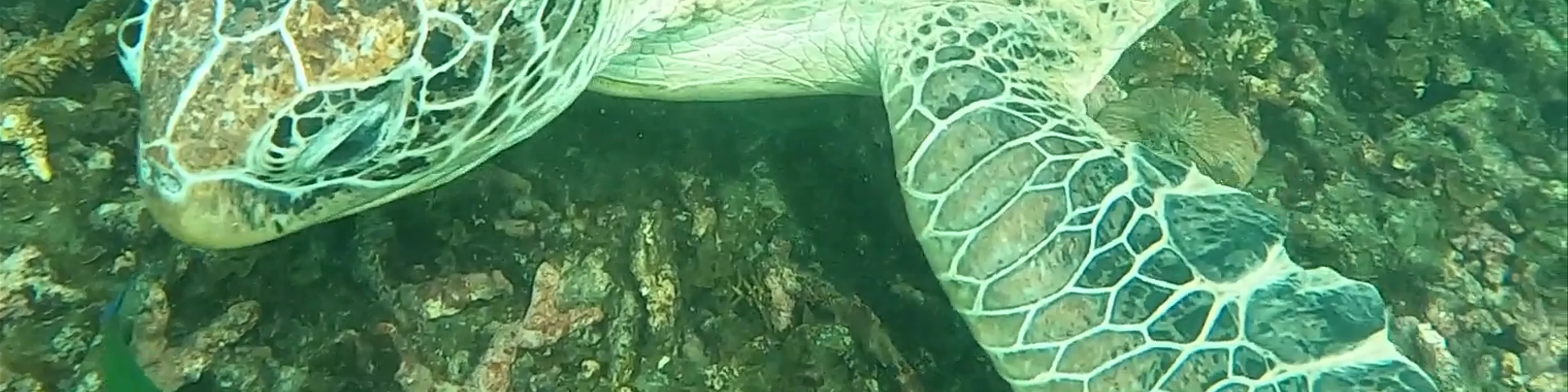Hin Wong Diving Spot