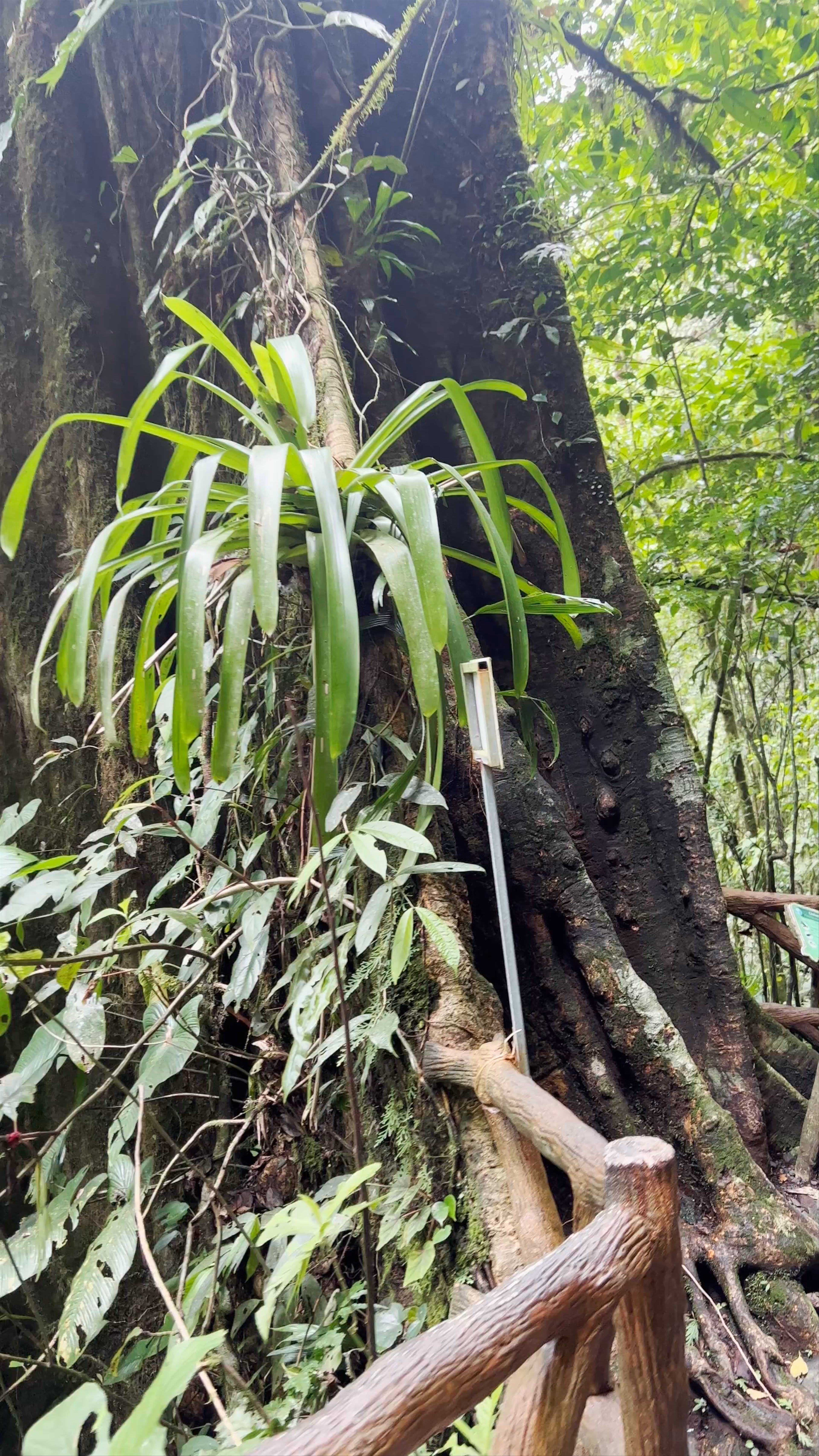 La Fortuna Waterfall