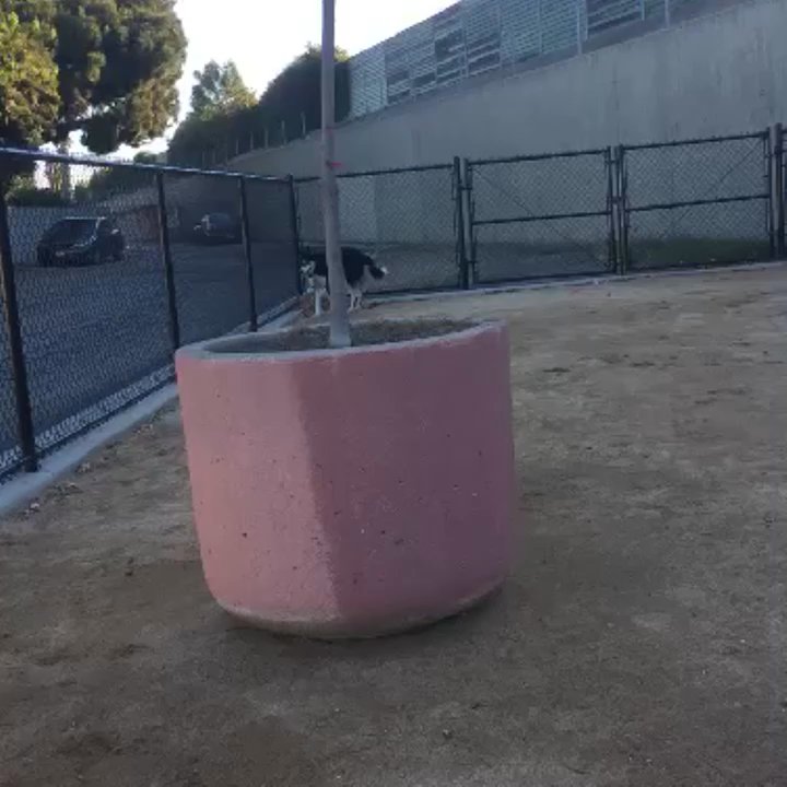 Jackson Dog Park - He loves all the space! - Dog Parks Near Me - Long Beach, California