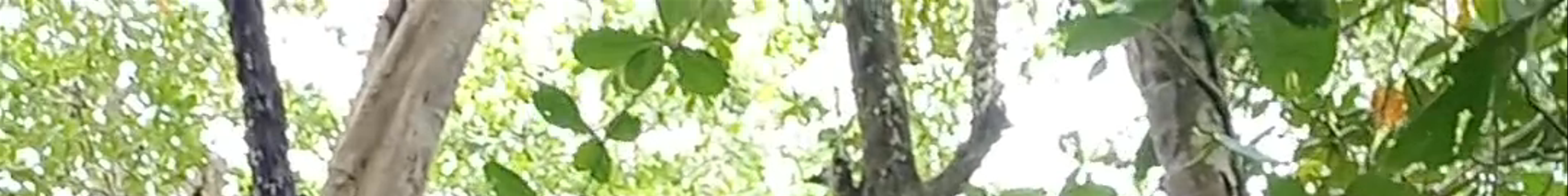 Tours & experiences in Limón