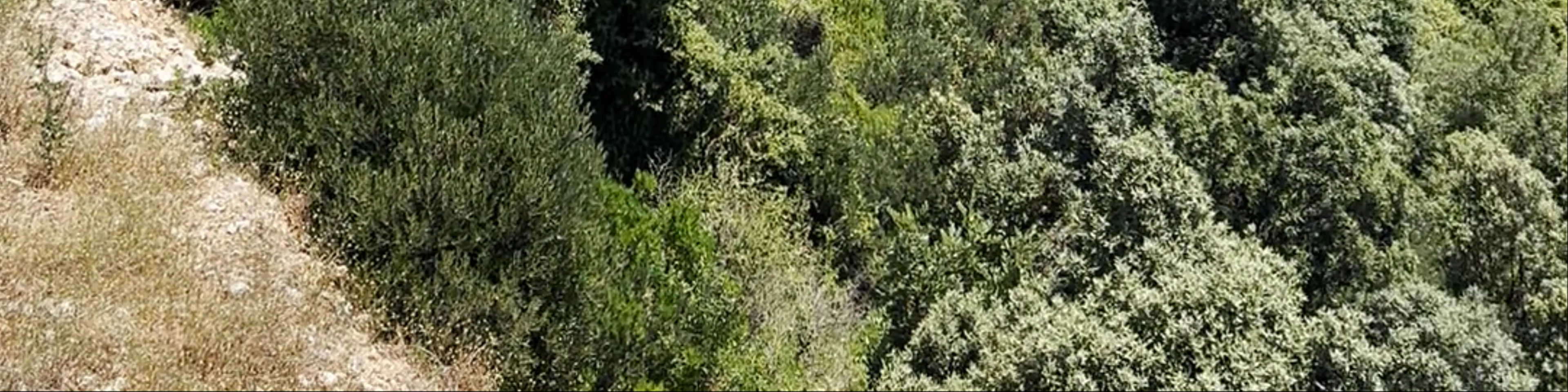 Ombla river view point