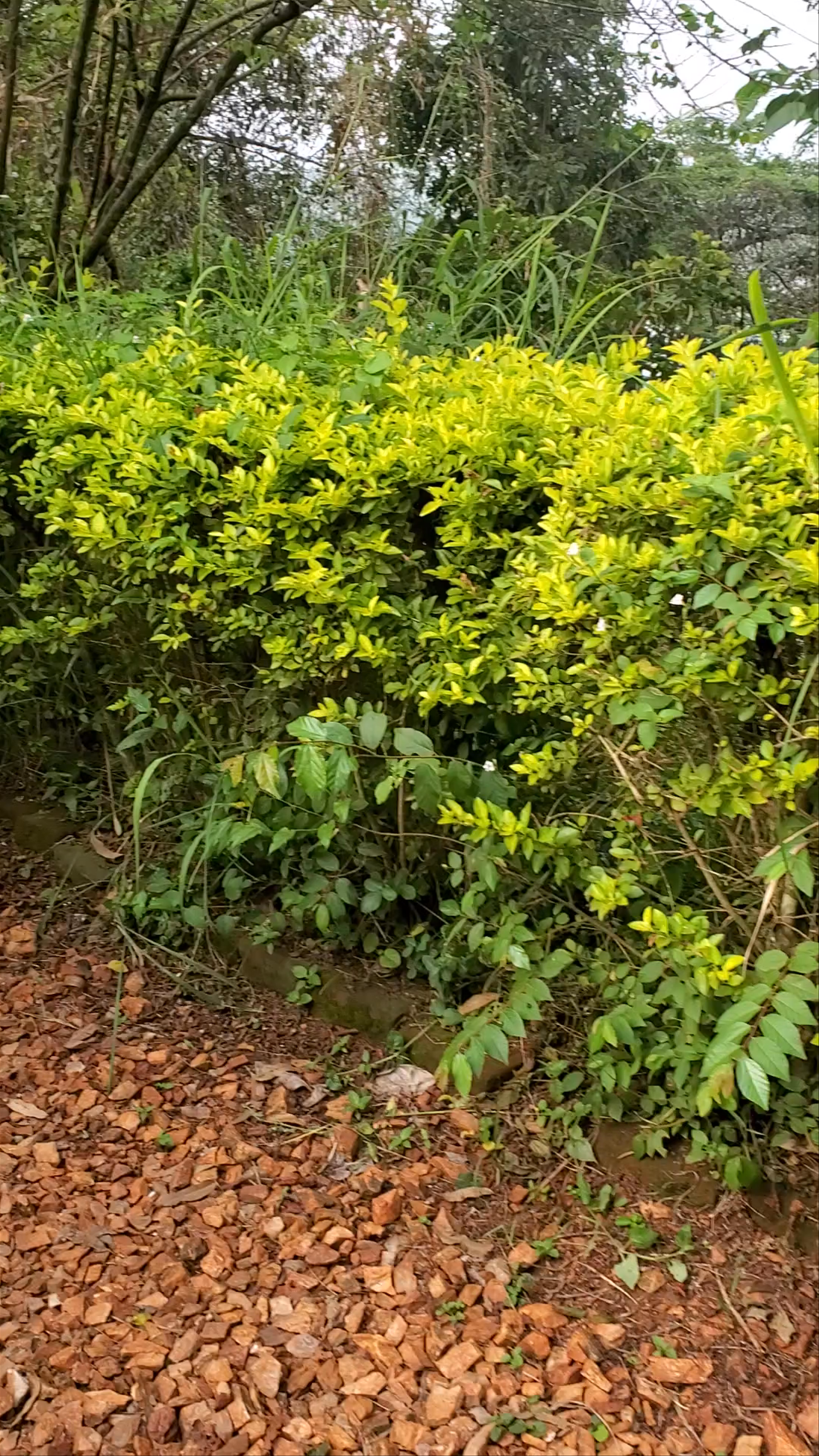 Monkeys in Natural Habitat at Nile River Camp, Jinja