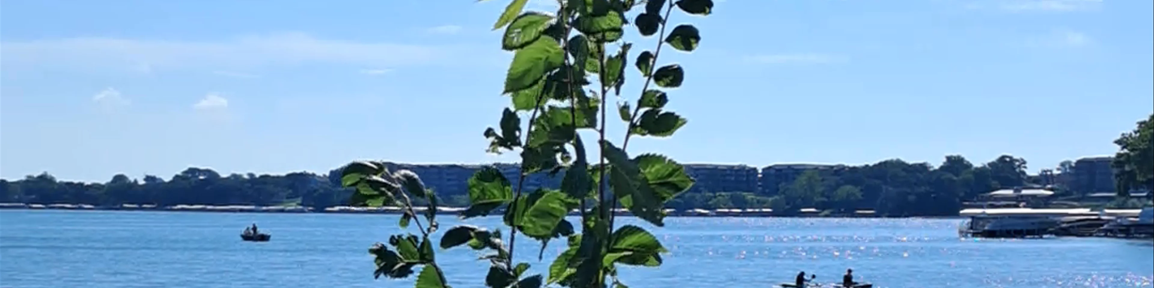 Clare Wilson Park