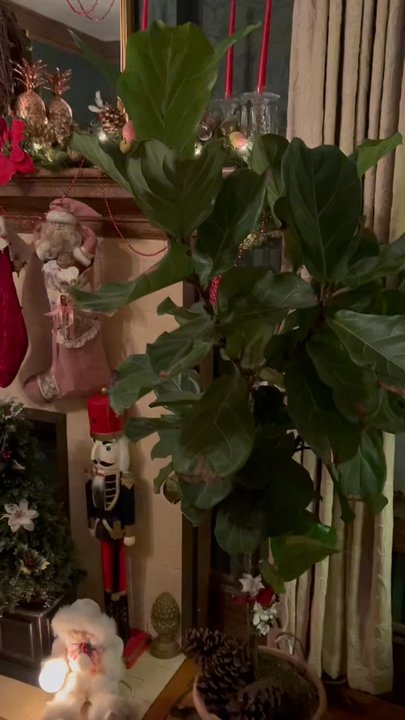 Brass Pineapple Inn - Christmas season at the Brass Pineapple - Hotels Near Me - Charleston, West Virginia