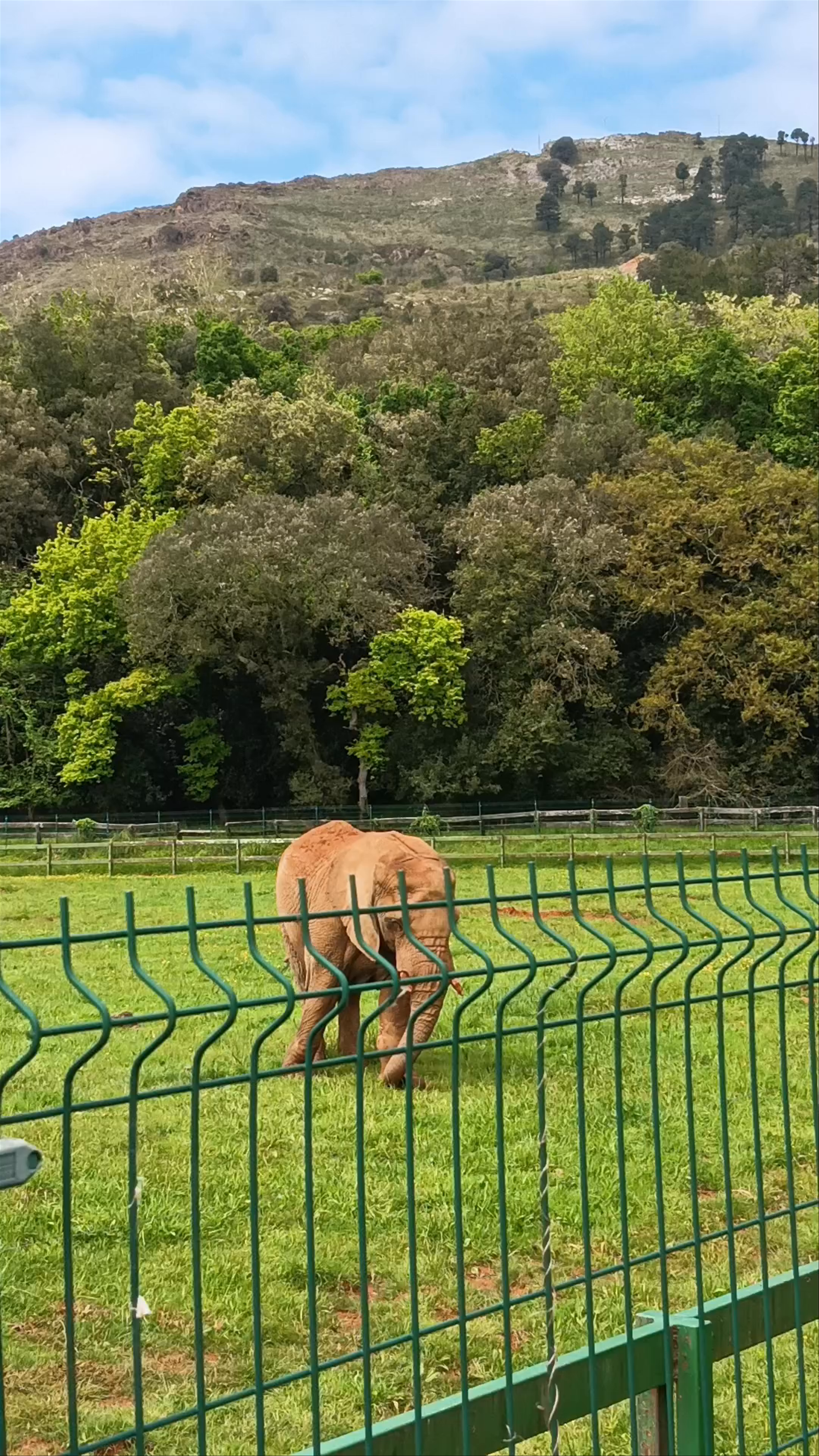 Wild Elephant Encounter at Parque de la Naturaleza Cabárceno