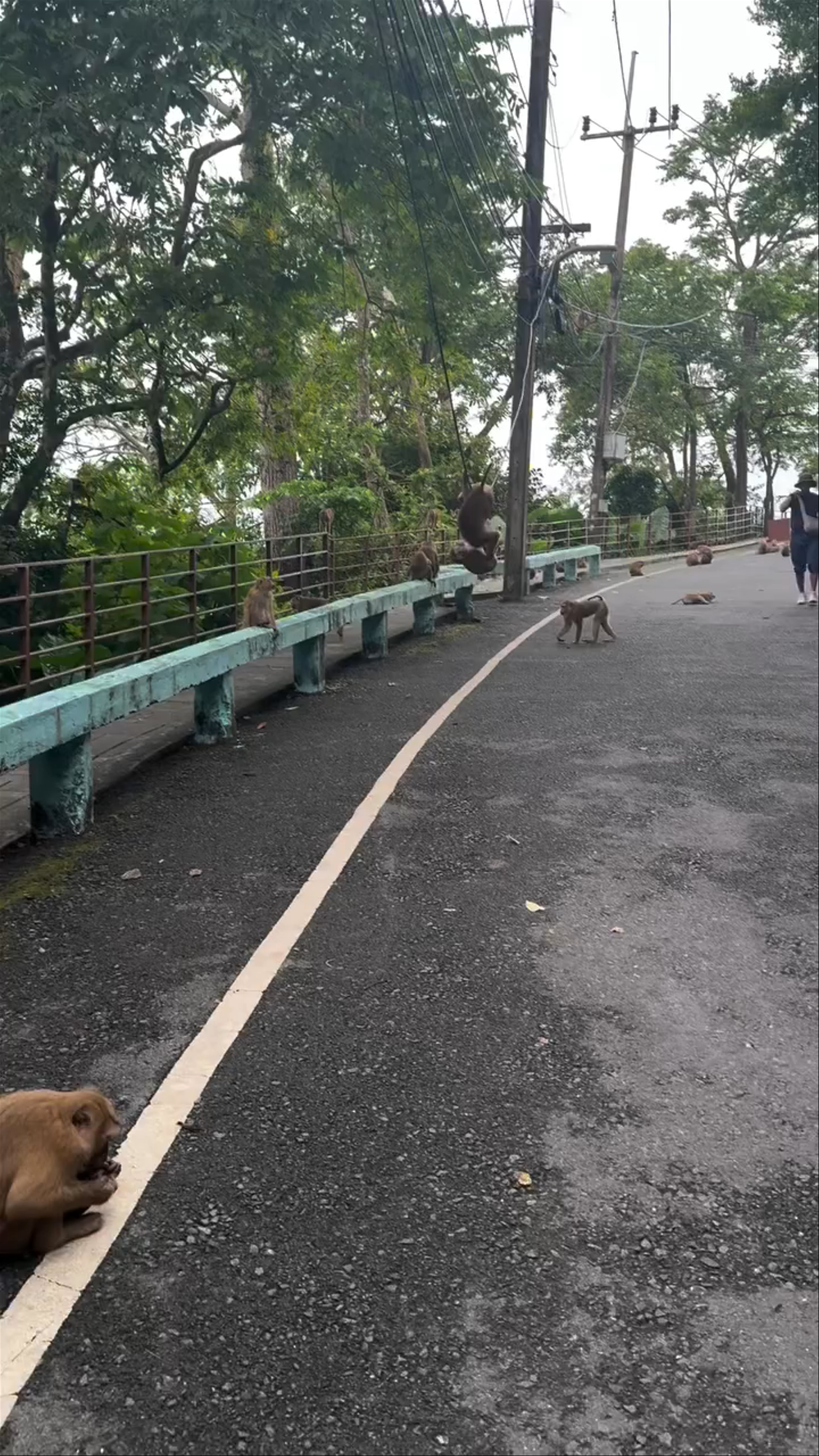 Monkey Hill: Playful Monkeys Amidst Phuket's Lush Greenery