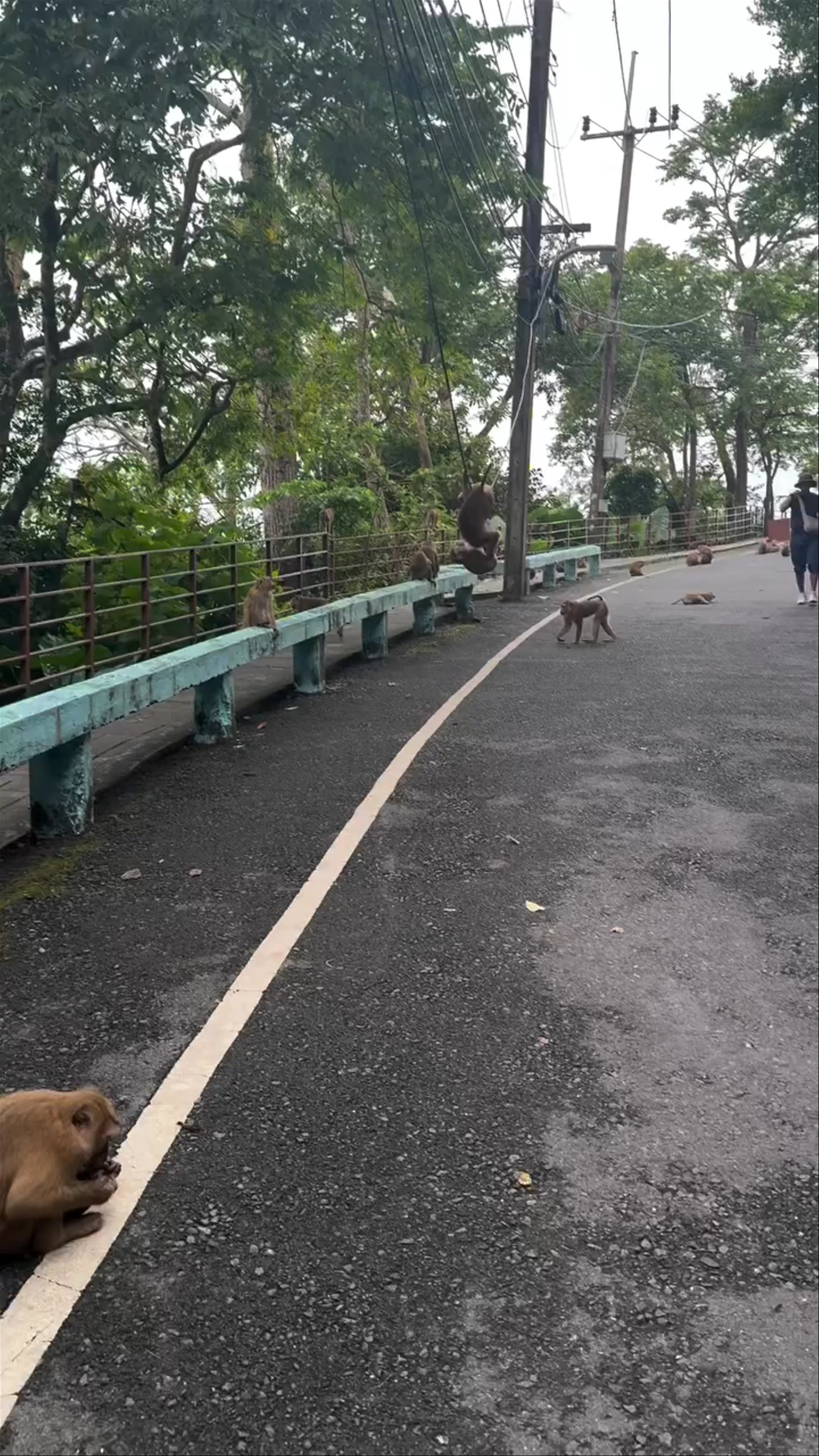Monkey Hill