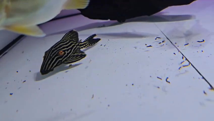 Royal pleco