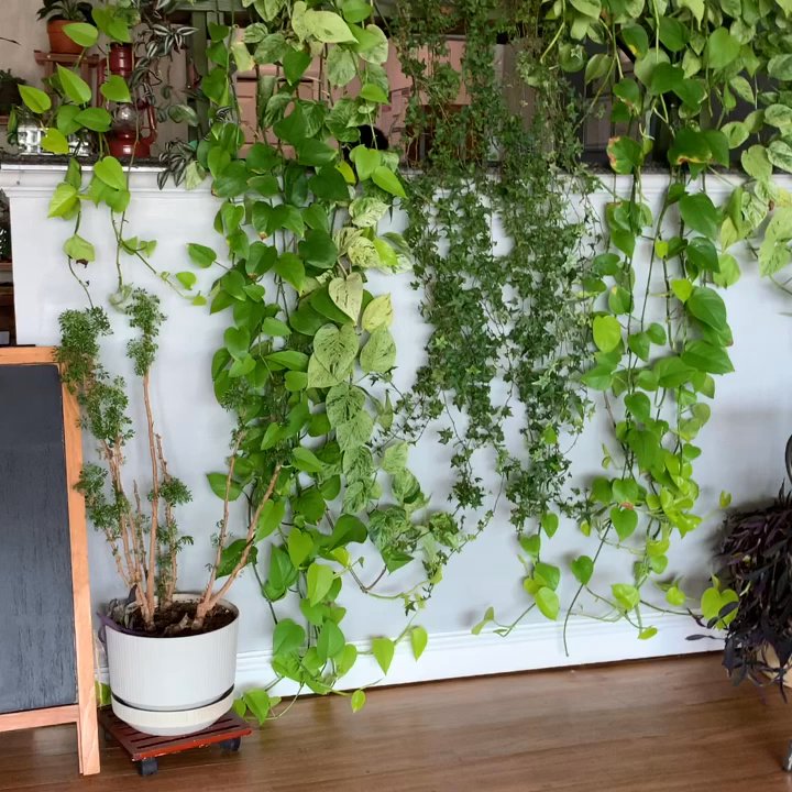 Verdant Cafe - So cute! I wish I would've dined in! - Comfort Food Near Me - Hi-Nella, New Jersey