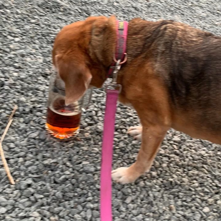 Devils Backbone Brewing Company - Ok.I set my beer down to play corn hole. Molly loves beer. I finished it. She lived a great life. Miss you dear girl - American Near Me - Roseland, Virginia
