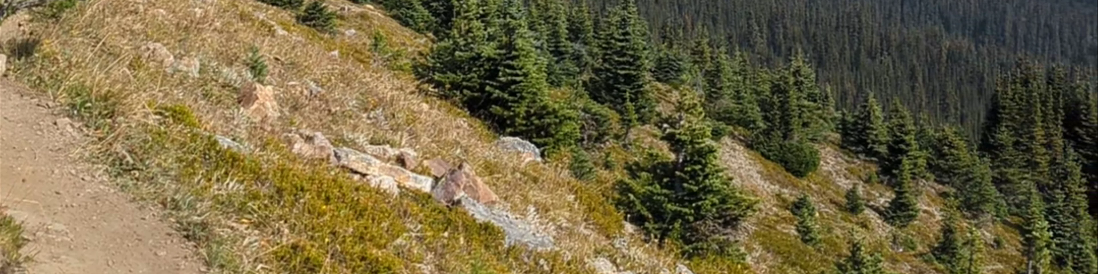 Bow Summit and Peyto Lake Viewpoint Trailhead