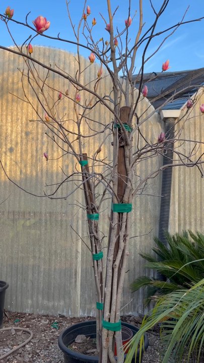 Uva Nursery - Magnolias Uvanursery - Nurseries & Gardening Near Me - Chino, California