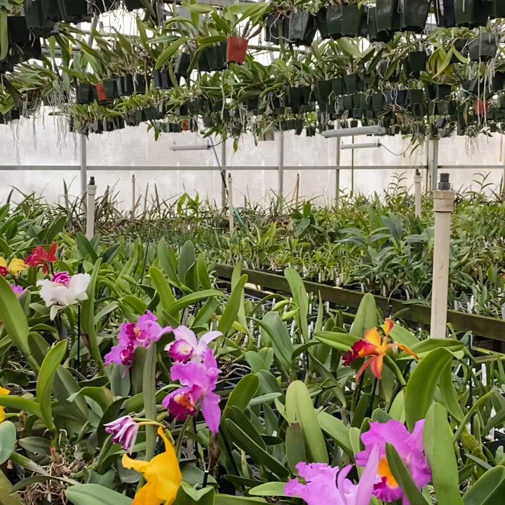 Fantasy Orchids - A dream! - Florists Near Me - Louisville, Colorado