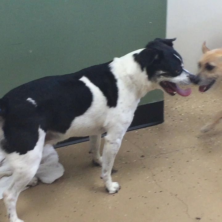 Supermutts - Pet Groomers Near Me - Palm Desert, California