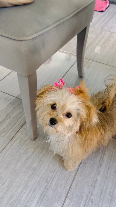 Bark Busters - Tucson - ... - Pet Training Near Me