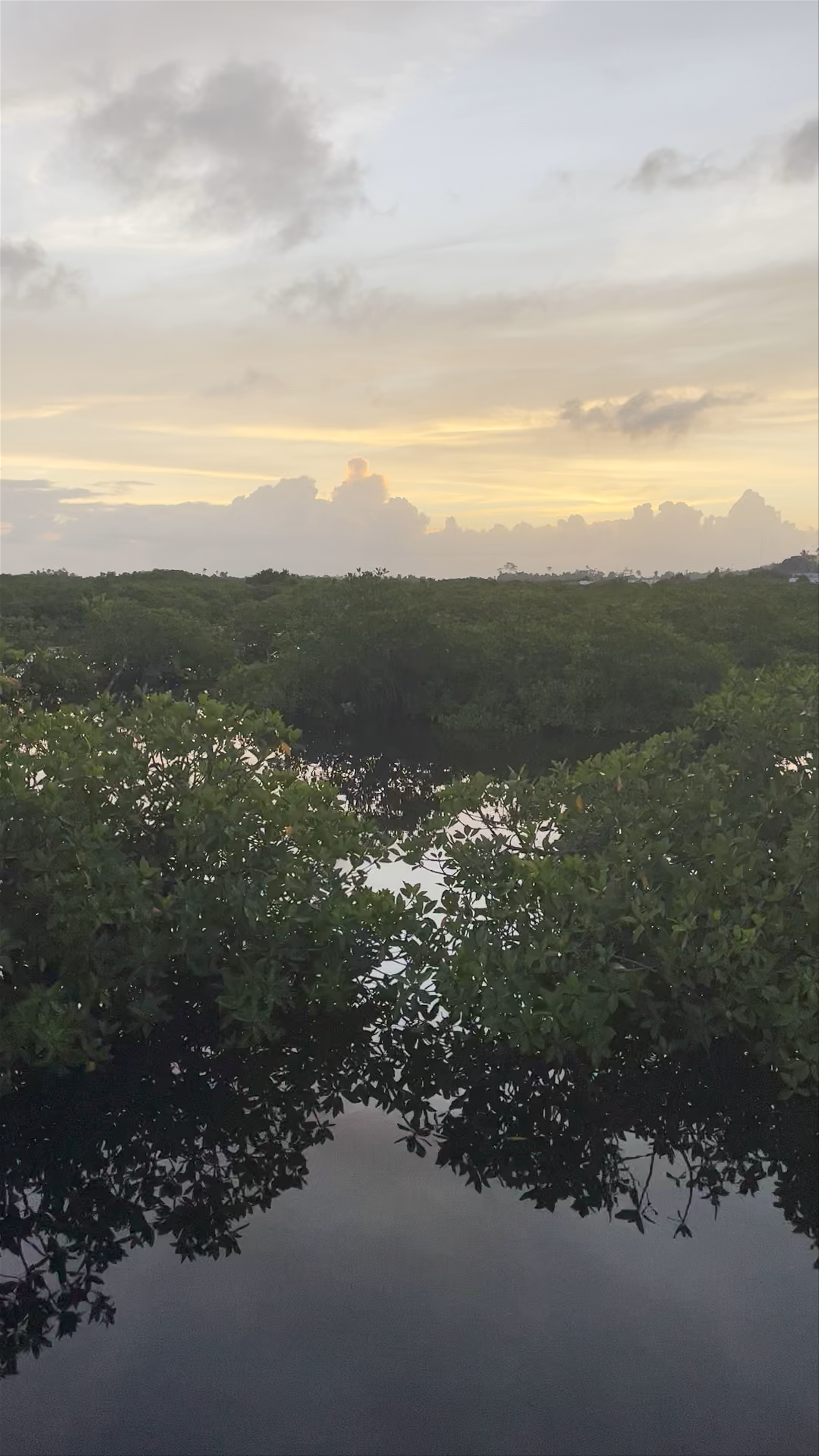 Del Carmen Mangrove Boardwalk