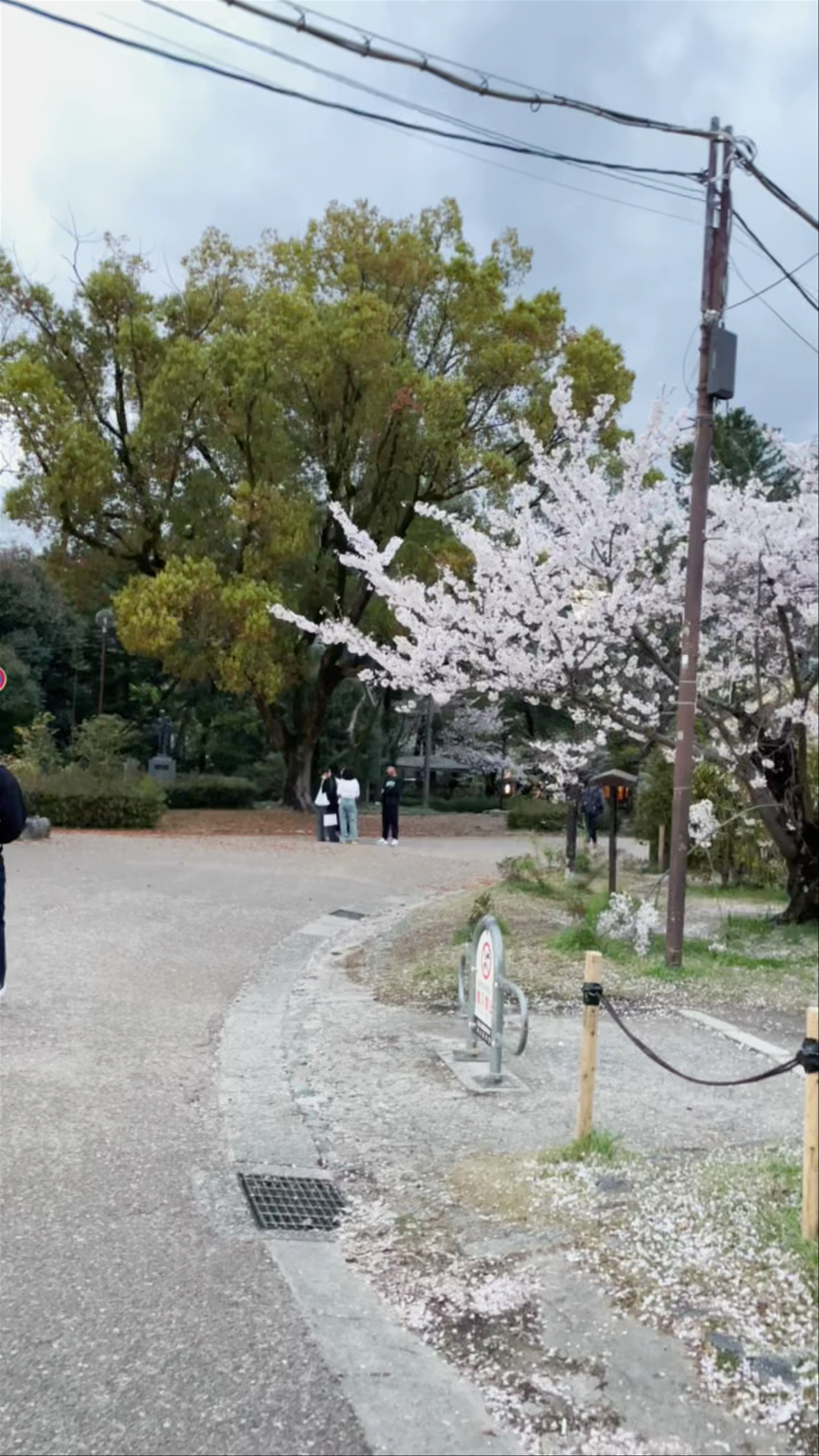 Maruyama Park, Maruyamachō, Higashiyama Ward, Kyoto, Japan