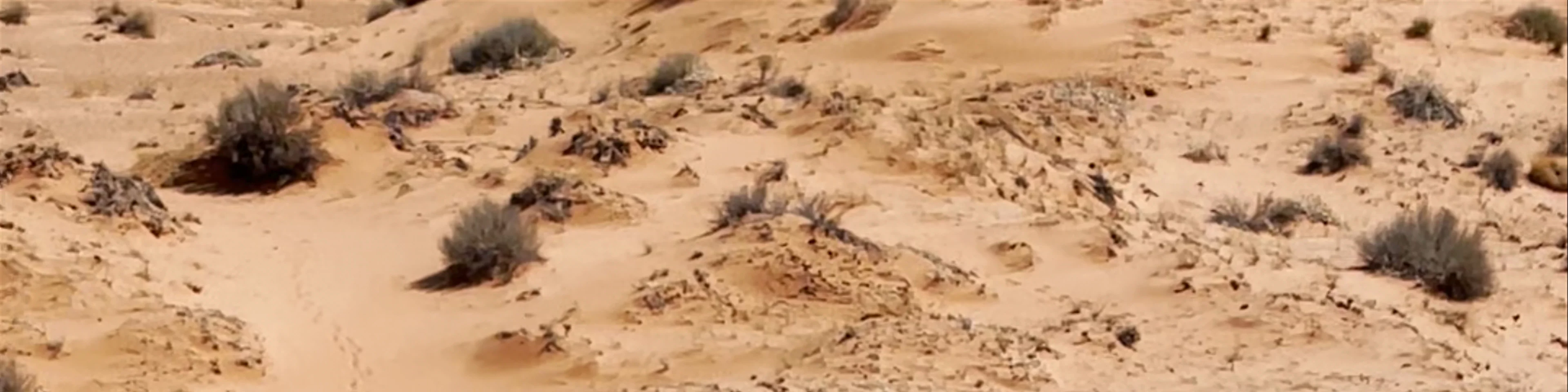 Coral Pink Sand Dunes State Park